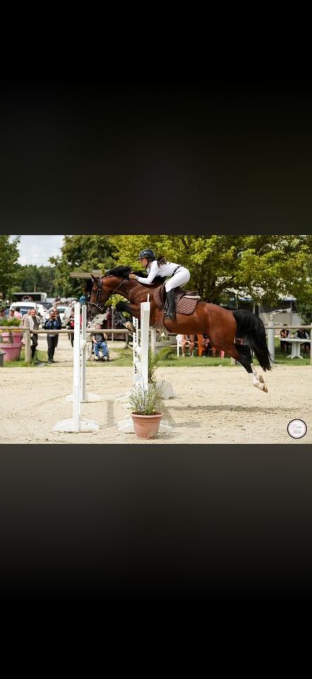 Puledro AES Anglo European Studbook In vendita 2026 Baio ,  CA&Iuml;D DES FOUG&Egrave;RES