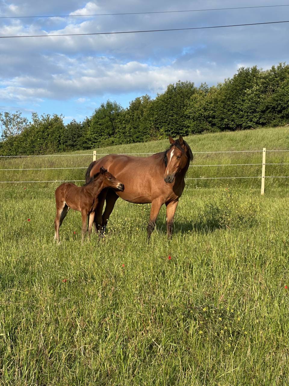 Puledro AES Anglo European Studbook In vendita 2026 Baio ,  CA&Iuml;D DES FOUG&Egrave;RES
