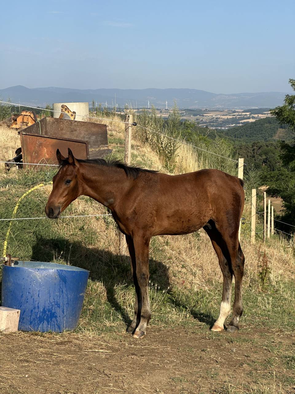 Puledro AES Anglo European Studbook In vendita 2026 Baio ,  CA&Iuml;D DES FOUG&Egrave;RES