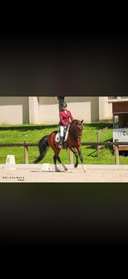 Puledro AES Anglo European Studbook In vendita 2026 Baio ,  CA&Iuml;D DES FOUG&Egrave;RES