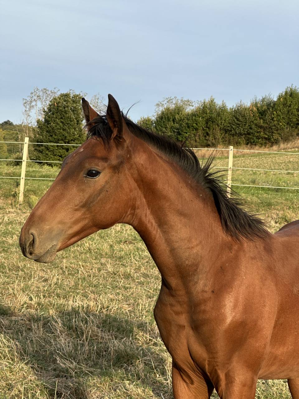 Puledro AES Anglo European Studbook In vendita 2026 Baio ,  CA&Iuml;D DES FOUG&Egrave;RES