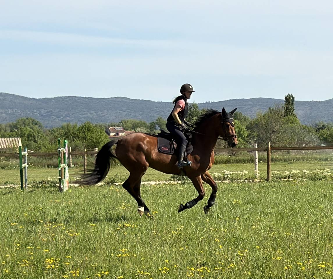 Cavalla Sella Francese In vendita 2019 Baio ,  DIAMANT DE SEMILLY