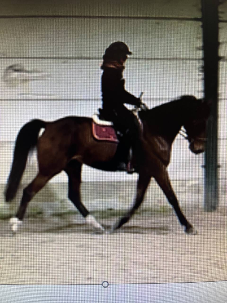 Castrone Trottatore Francese In vendita 2017 Baio