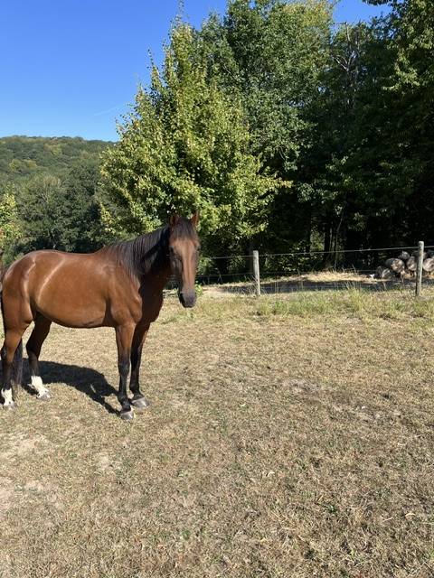 Castrone Trottatore Francese In vendita 2017 Baio