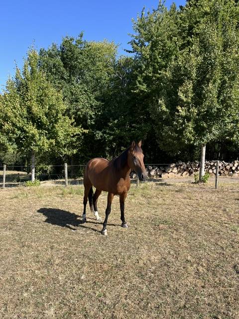 Castrone Trottatore Francese In vendita 2017 Baio