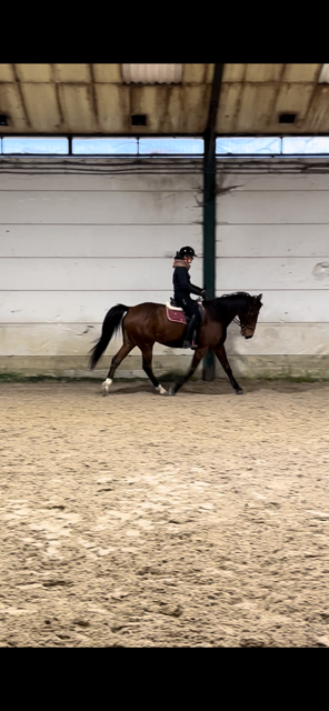 Castrone Trottatore Francese In vendita 2017 Baio
