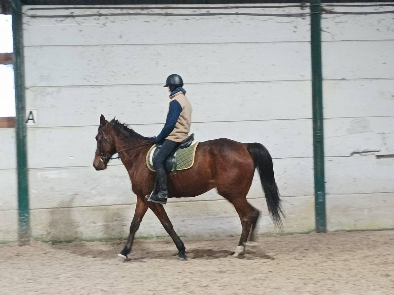 Castrone Trottatore Francese In vendita 2017 Baio