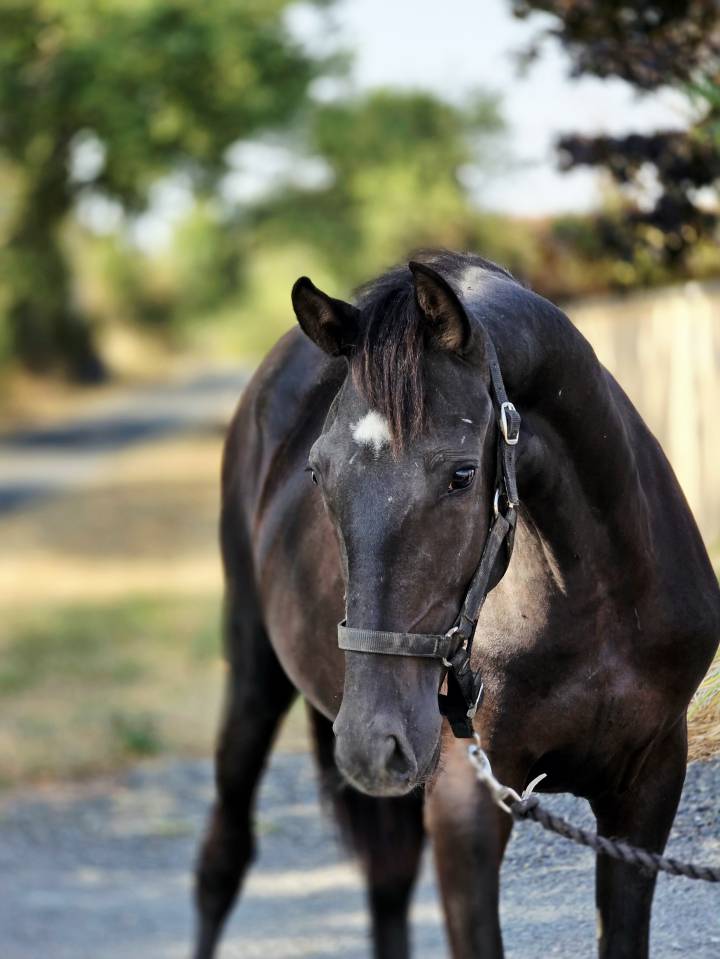 Cavalla Paint Horse In vendita 2025 Nero