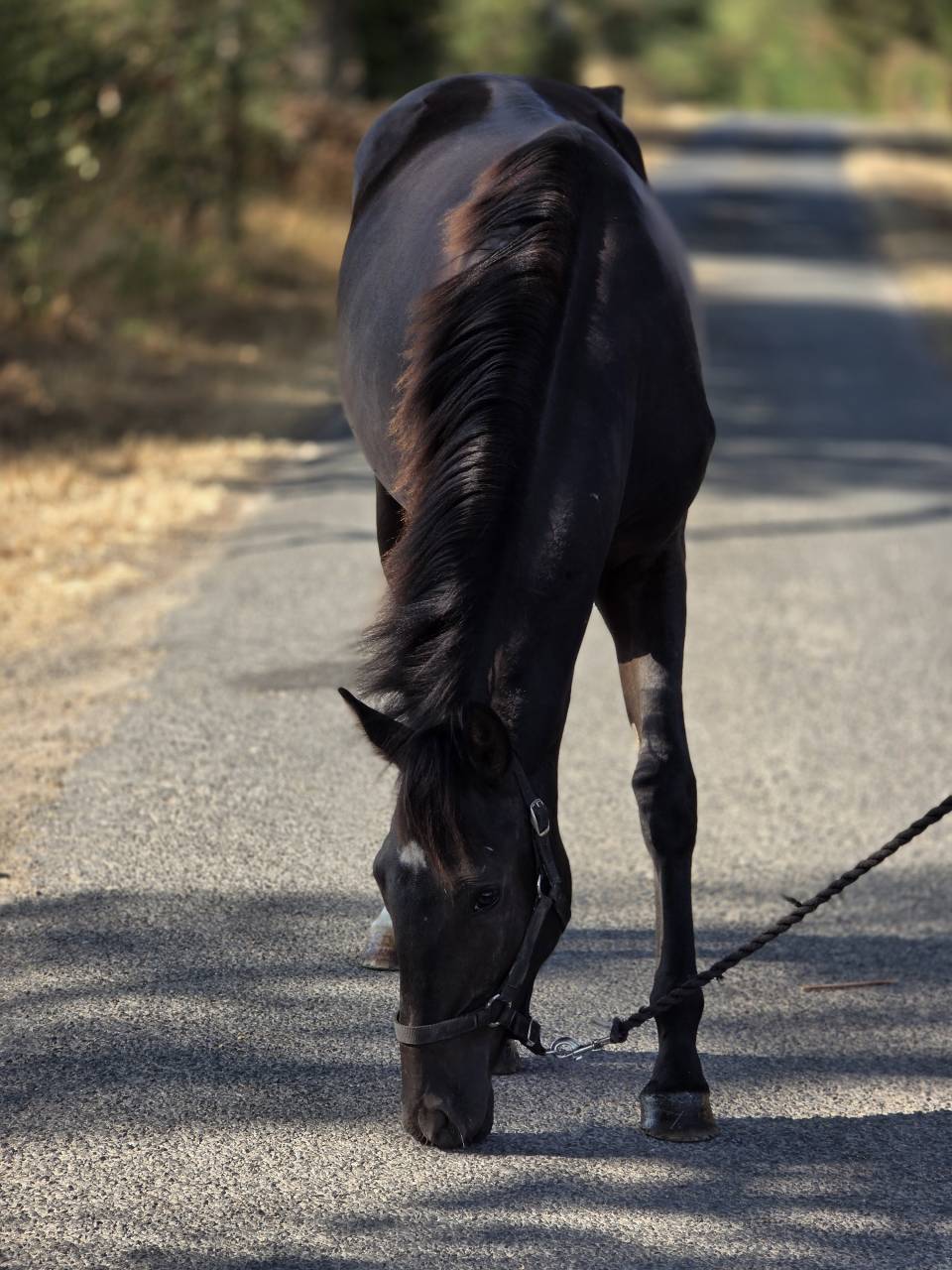 Cavalla Paint Horse In vendita 2025 Nero