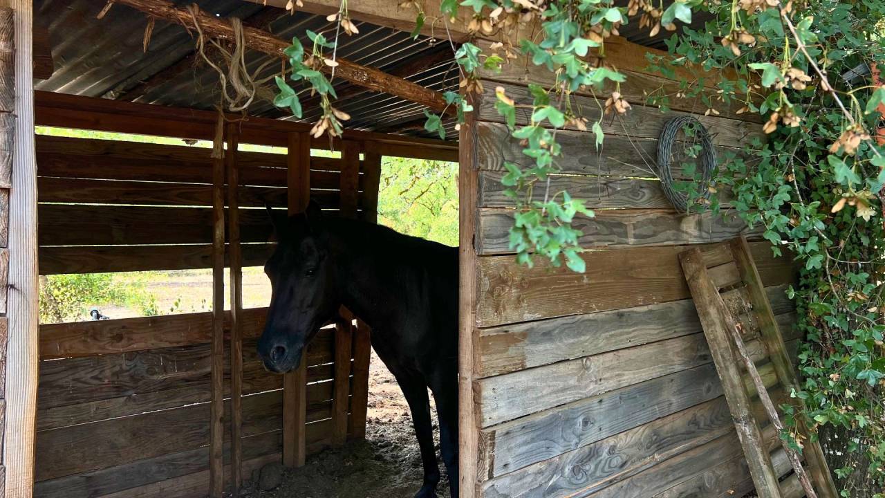 Propriet&agrave; equestre In vendita Lot