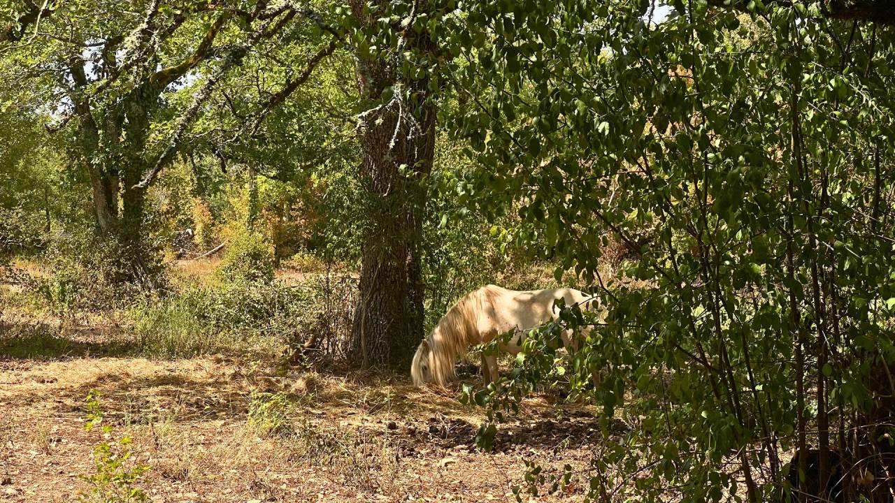 Propriet&agrave; equestre In vendita Lot
