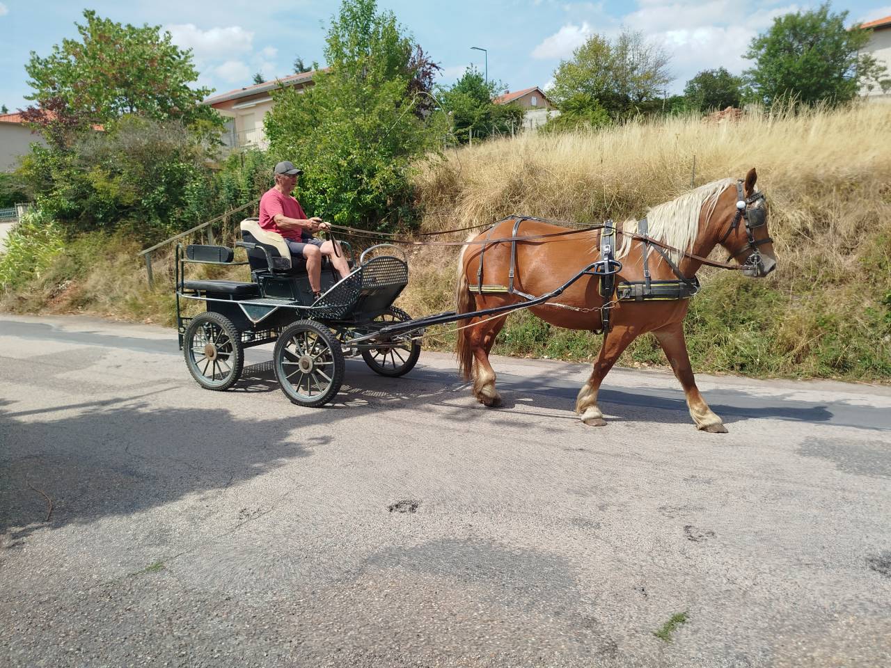 Cavalla Tiro Comtois In vendita 2023 Sauro