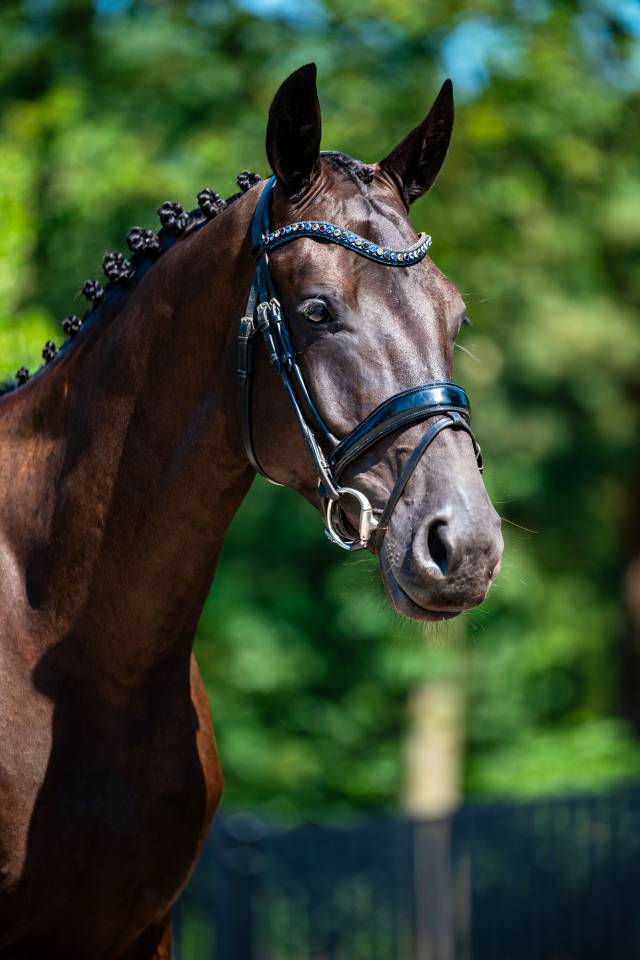 Castrone KWPN Cavallo da Sport Neerlandese In vendita 2022 Nero ,  Kjento