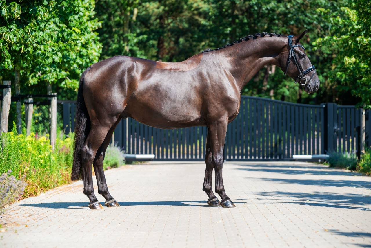 Castrone KWPN Cavallo da Sport Neerlandese In vendita 2022 Nero ,  Kjento