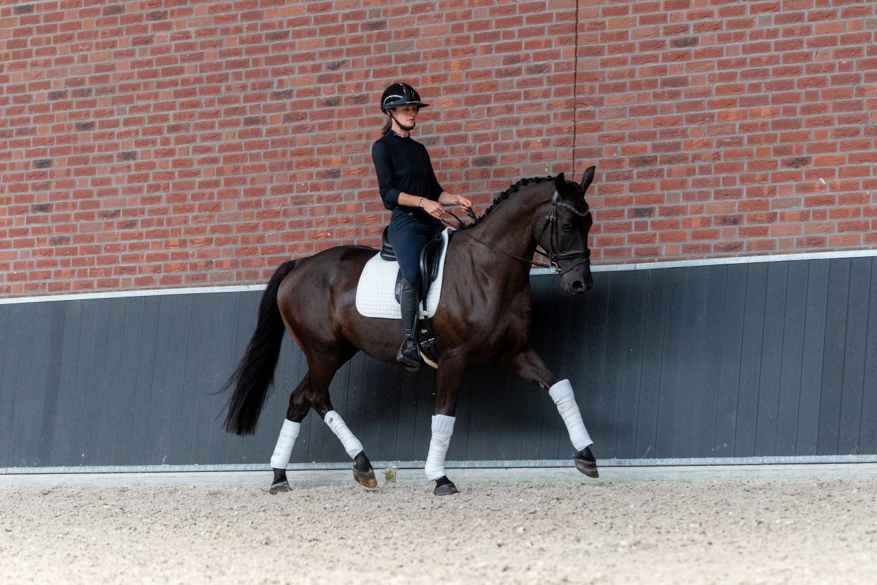 Castrone KWPN Cavallo da Sport Neerlandese In vendita 2022 Nero ,  Kjento