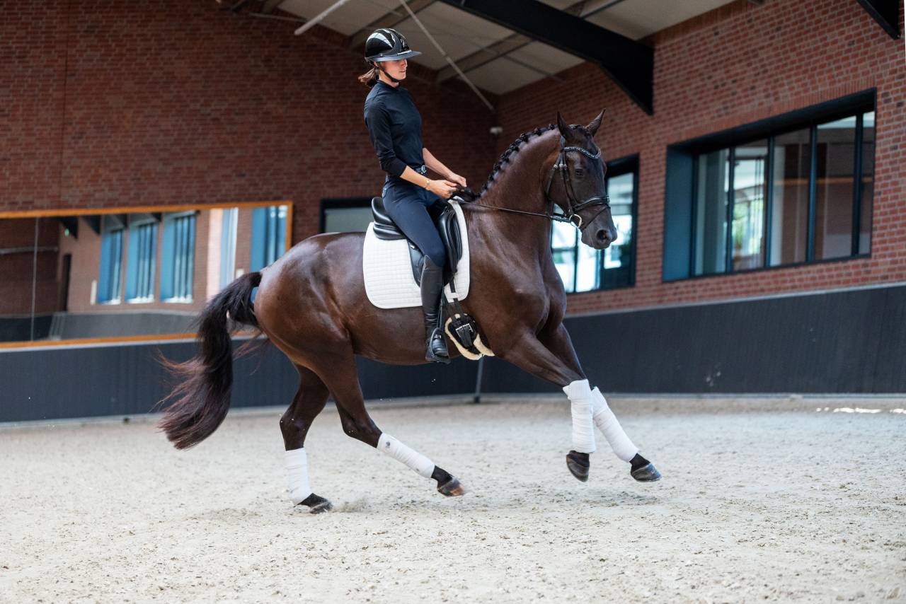 Castrone KWPN Cavallo da Sport Neerlandese In vendita 2022 Nero ,  Kjento