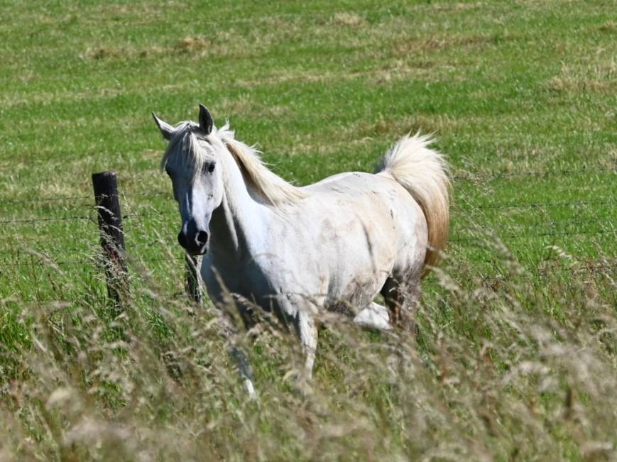 Cavalla Purosangue Arabo In vendita 2012 Grigio