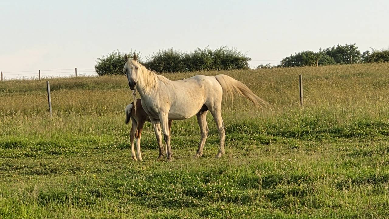 Cavalla Purosangue Arabo In vendita 2012 Grigio