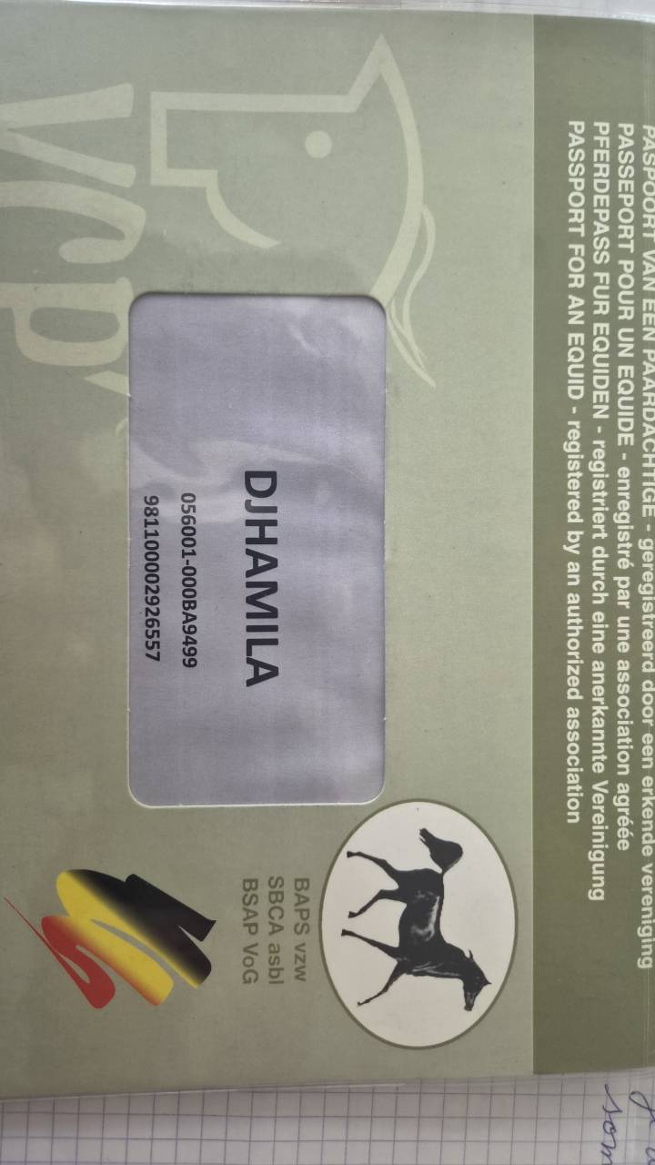 Cavalla Purosangue Arabo In vendita 2012 Grigio