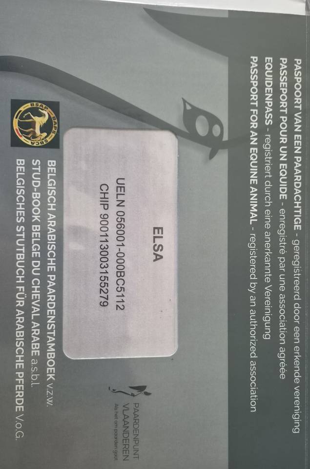 Cavalla Mezzo tiro In vendita 2023 Baio