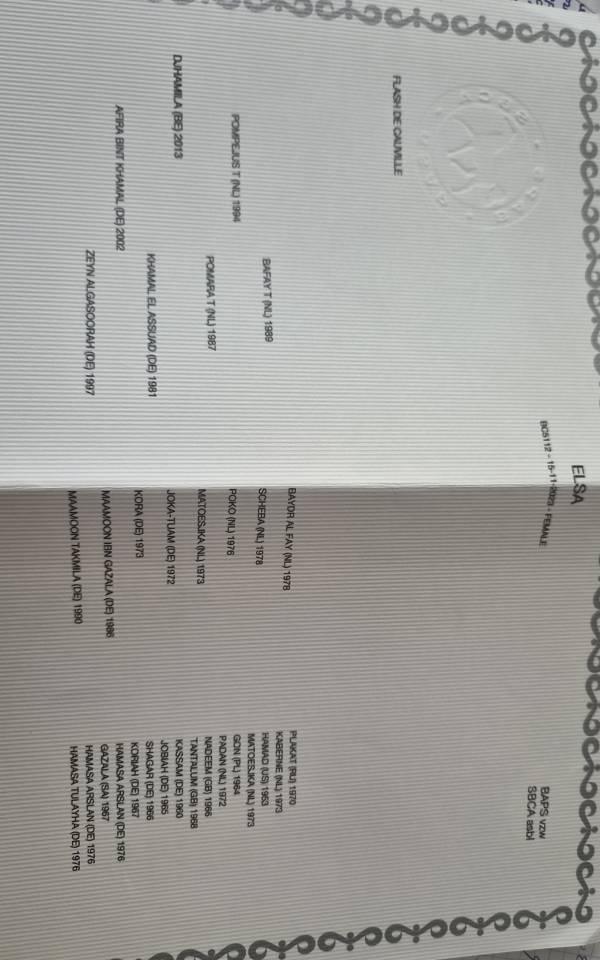 Cavalla Mezzo tiro In vendita 2023 Baio