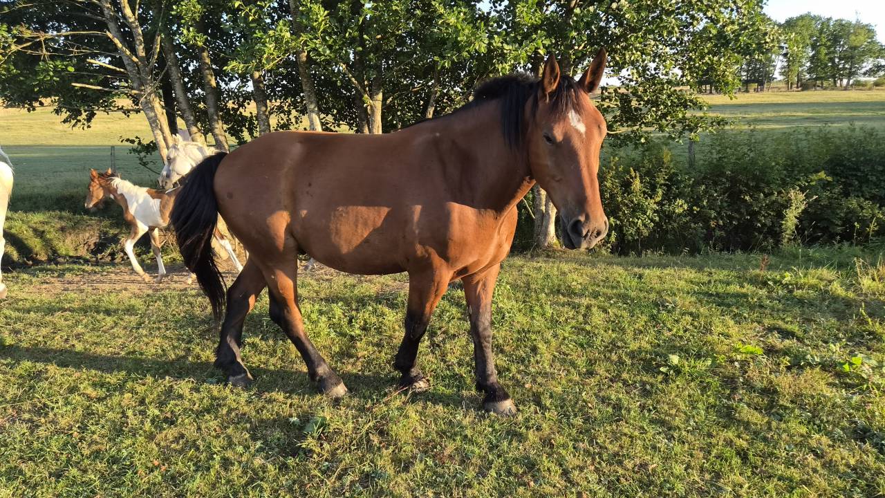 Castrone Cob Normande In vendita 2023 Baio