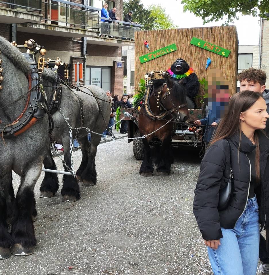 Cavalla Tiro Belgio, Braban&ccedil;on In vendita 2015 Baio