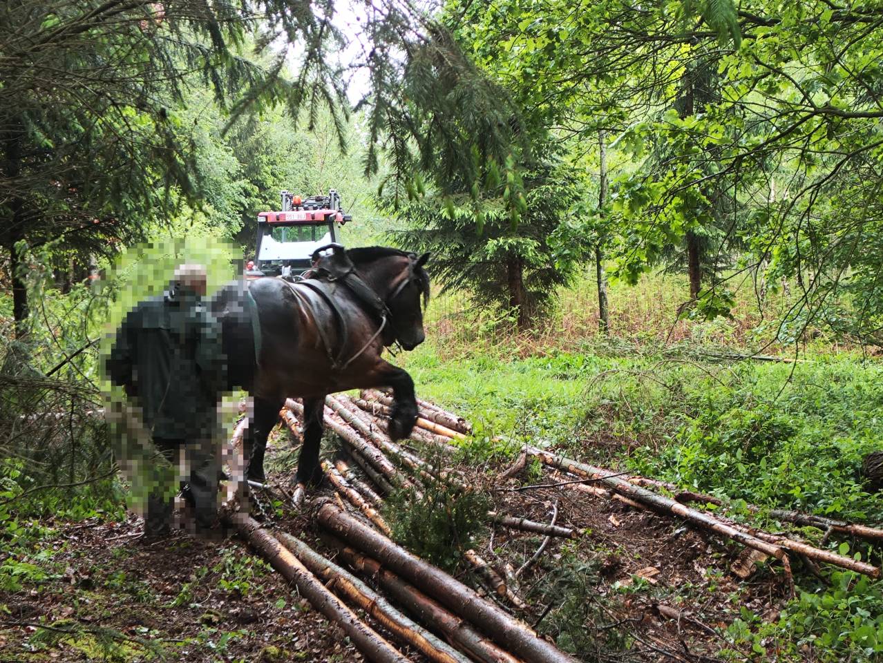 Cavalla Tiro Belgio, Braban&ccedil;on In vendita 2015 Baio