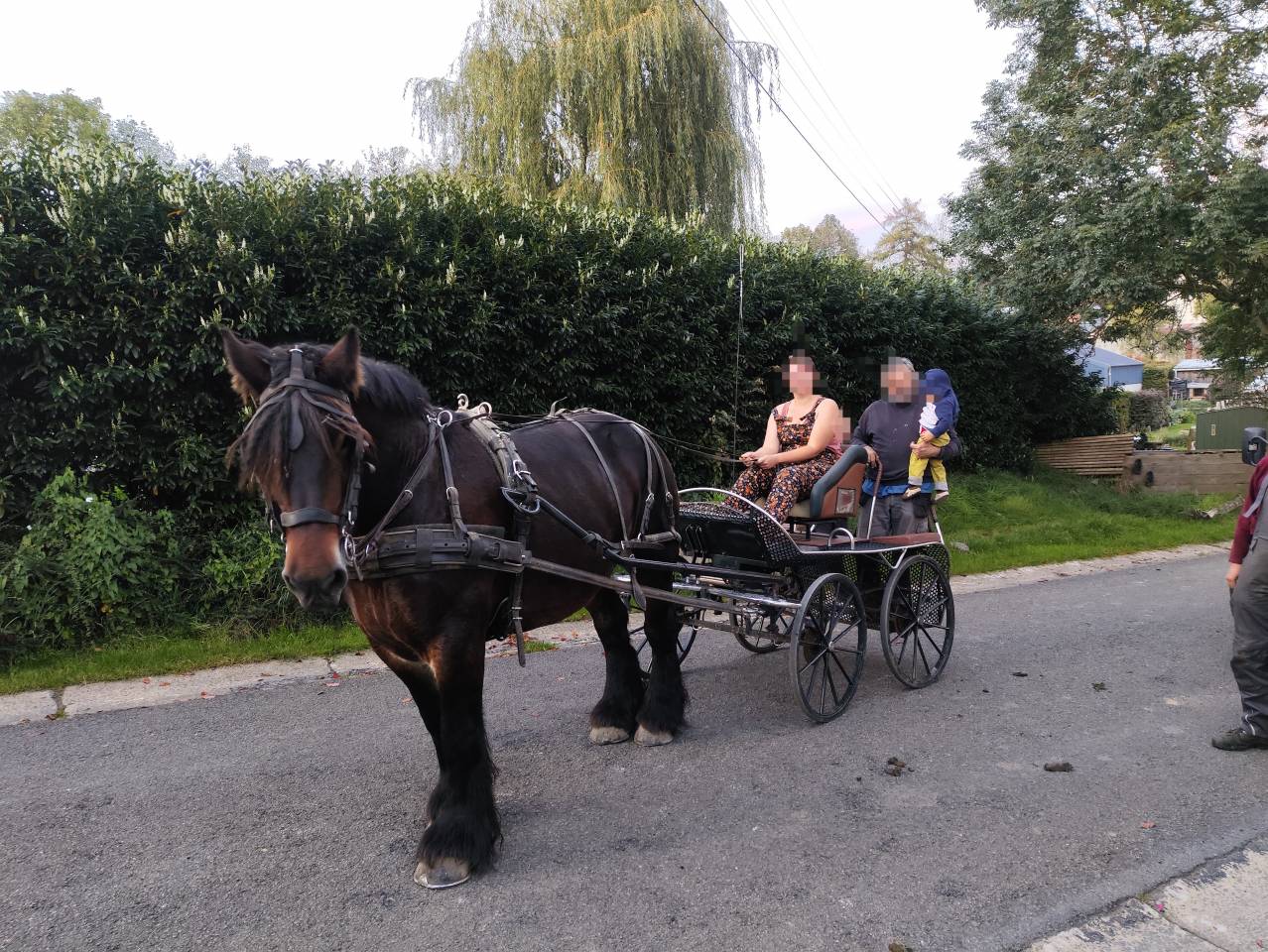 Cavalla Tiro Belgio, Braban&ccedil;on In vendita 2015 Baio