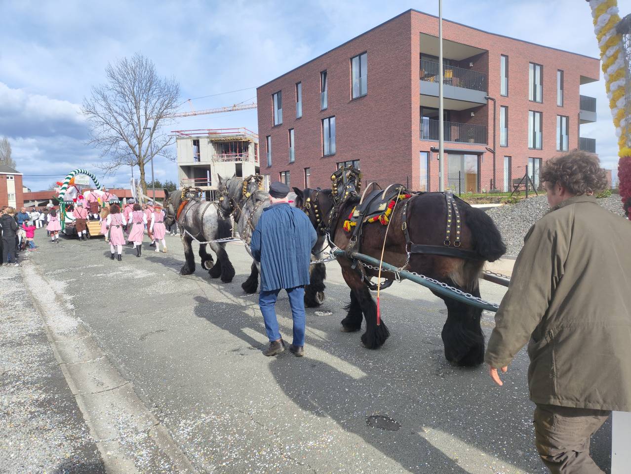 Cavalla Tiro Belgio, Braban&ccedil;on In vendita 2015 Baio