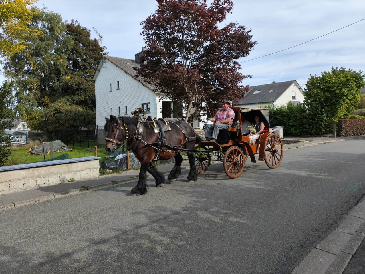Cavalla Tiro Belgio, Braban&ccedil;on In vendita 2015 Baio