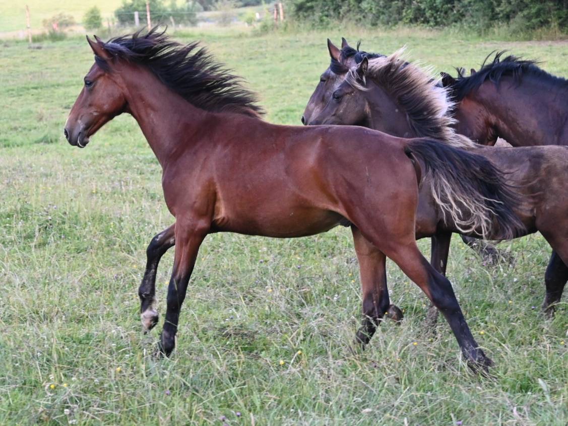 Castrone Lusitano In vendita 2024 Baio