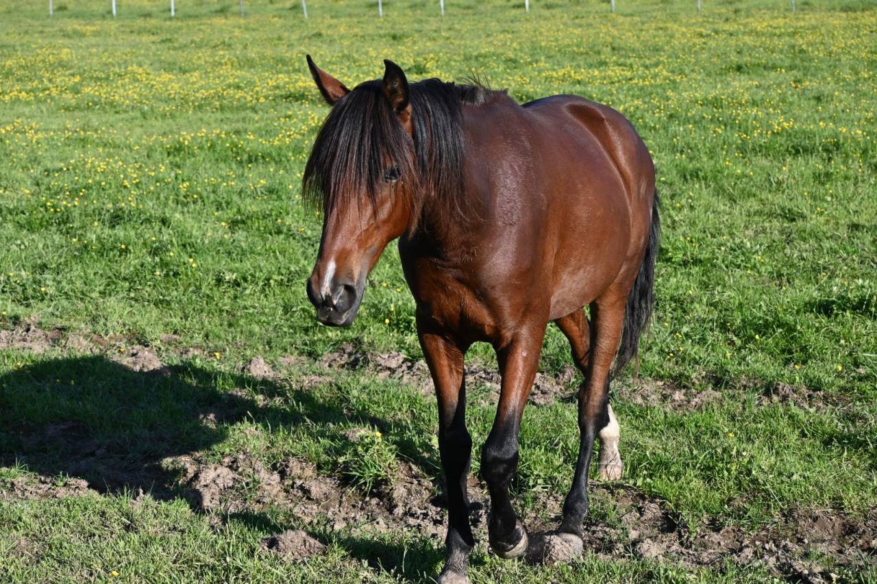 Castrone Lusitano In vendita 2024 Baio