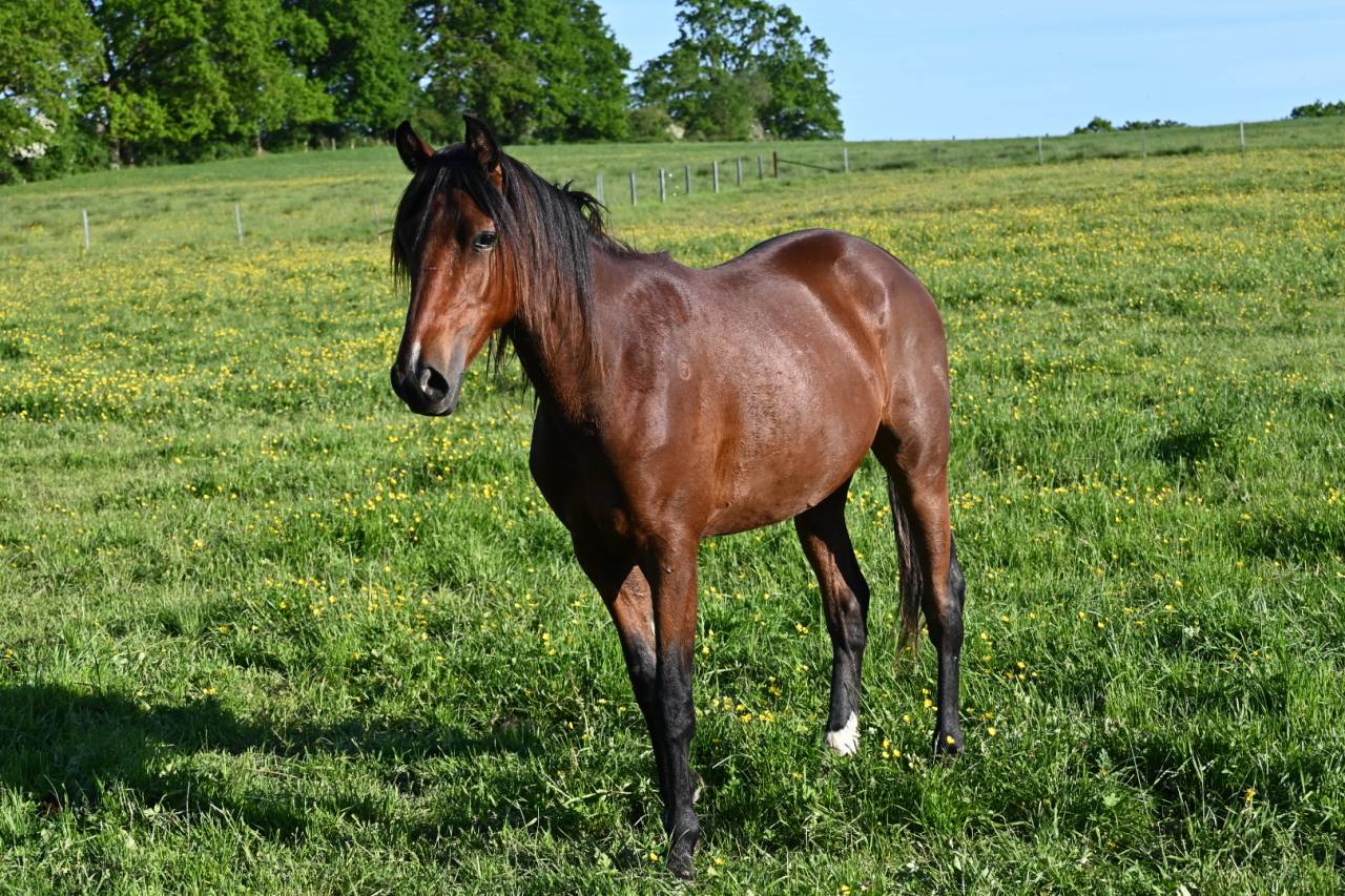 Castrone Lusitano In vendita 2024 Baio
