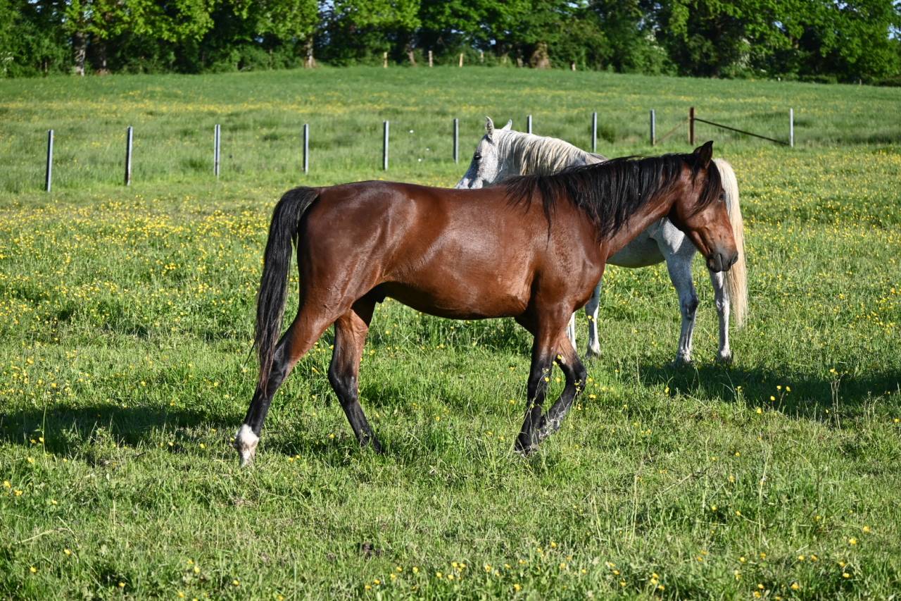 Castrone Lusitano In vendita 2024 Baio
