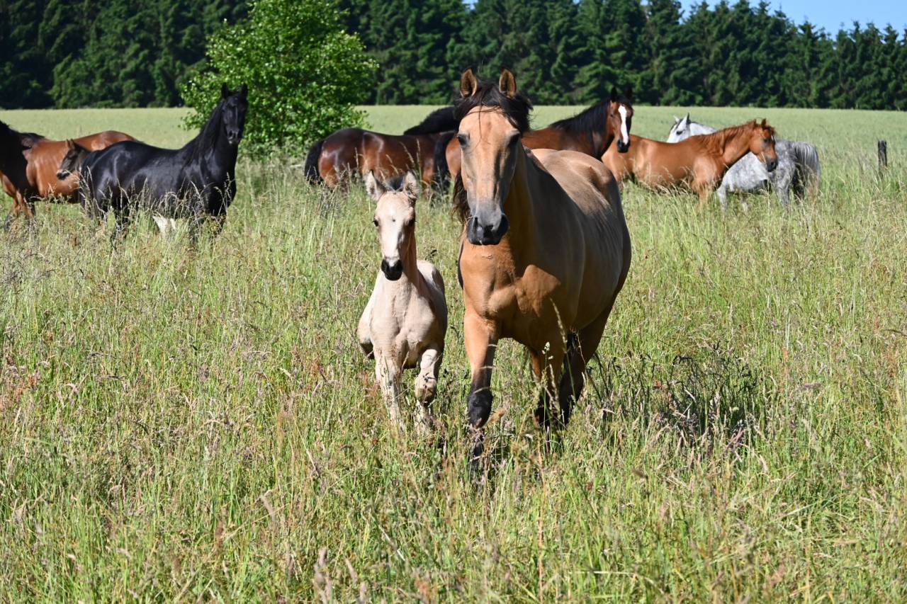 Cavalla Lusitano In vendita 2015 Isabella