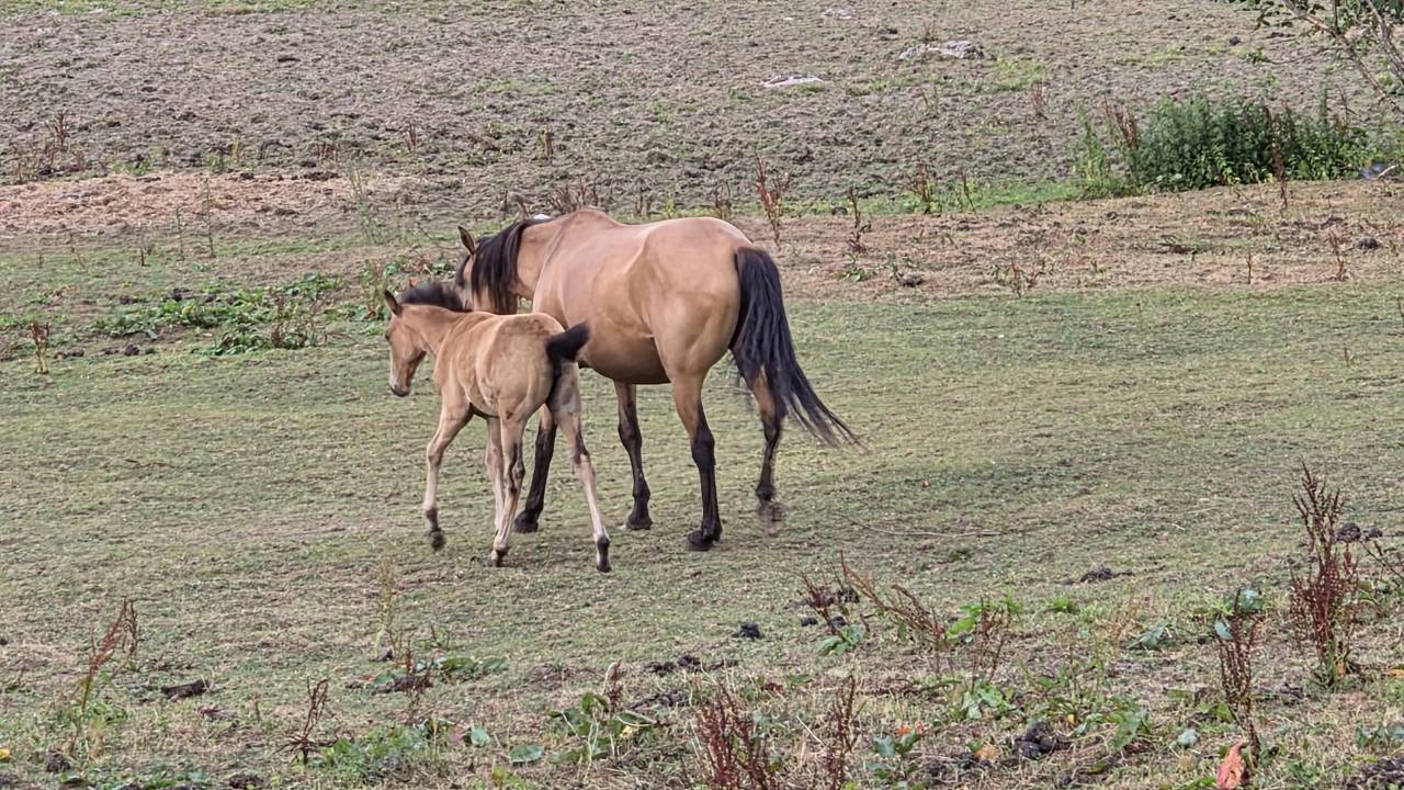 Cavalla Lusitano In vendita 2015 Isabella