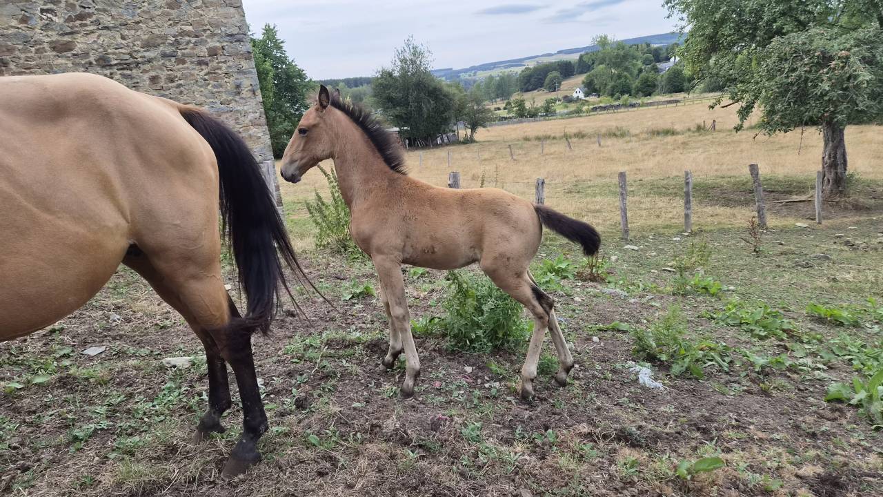 Cavalla Lusitano In vendita 2015 Isabella