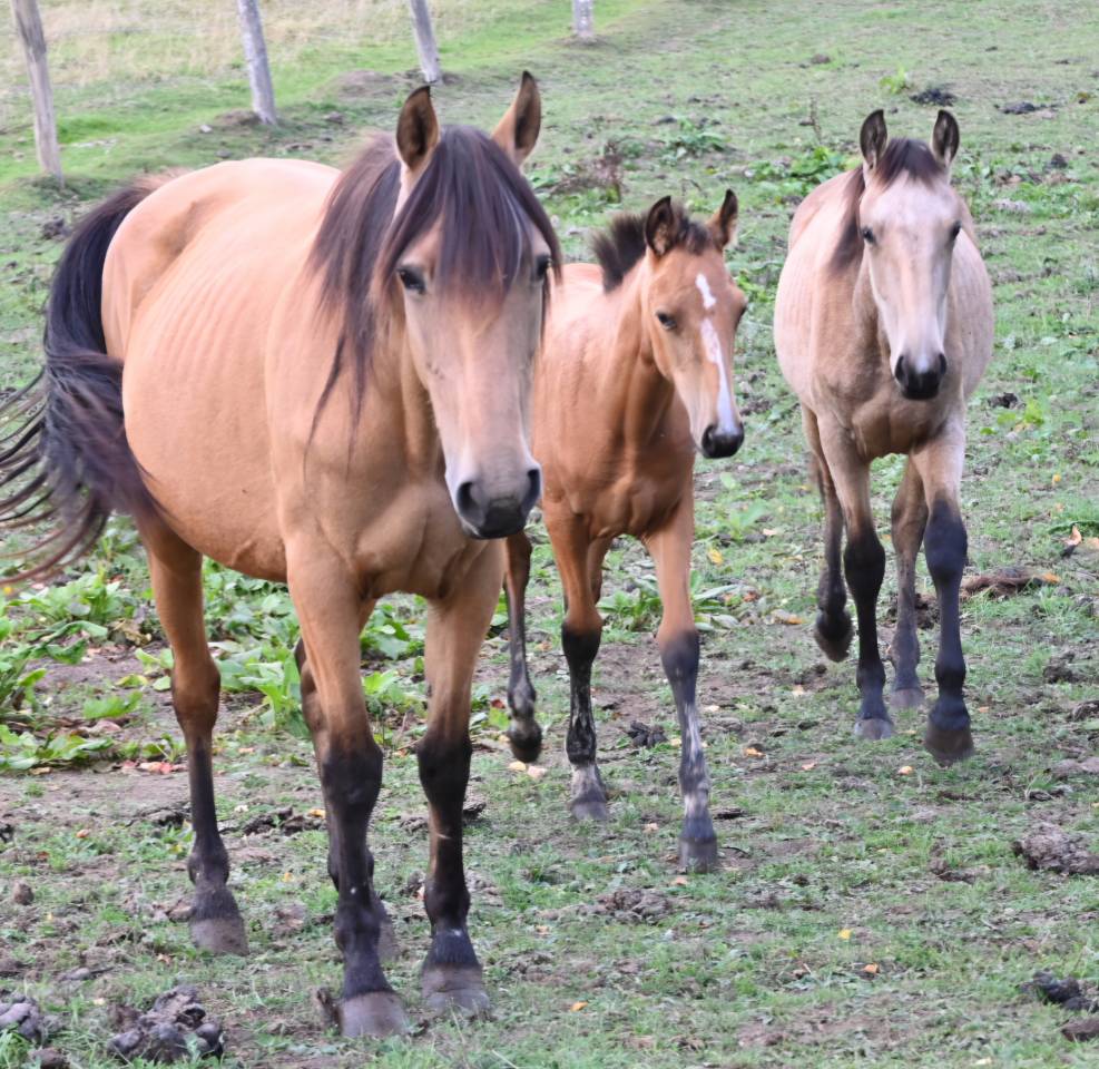 Cavalla Lusitano In vendita 2015 Isabella