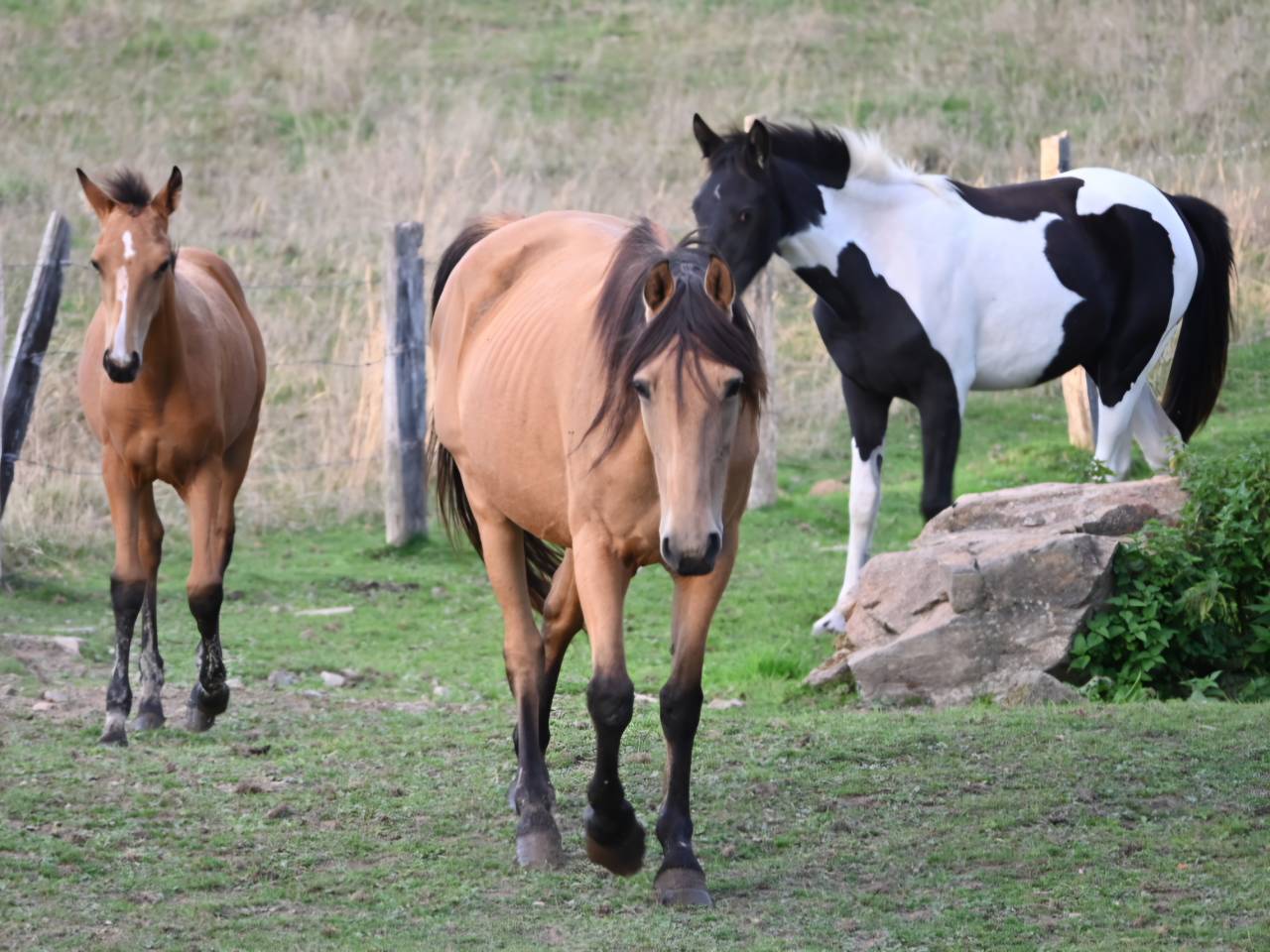 Cavalla Lusitano In vendita 2015 Isabella