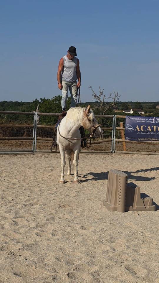 Intero Quarter Horse In vendita 2020 Palomino
