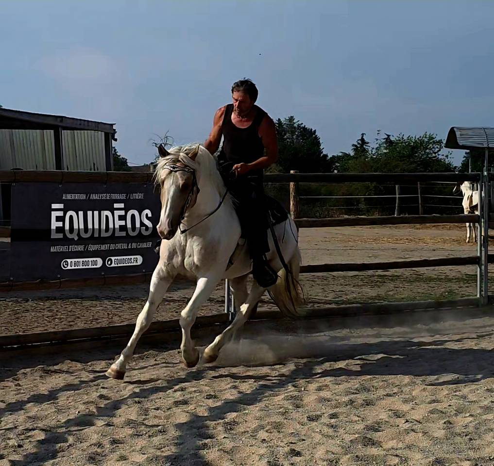 Intero Quarter Horse In vendita 2020 Palomino