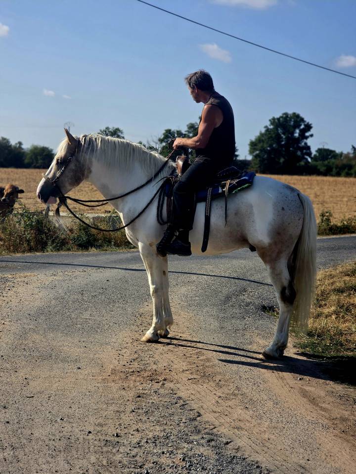 Intero Quarter Horse In vendita 2020 Palomino