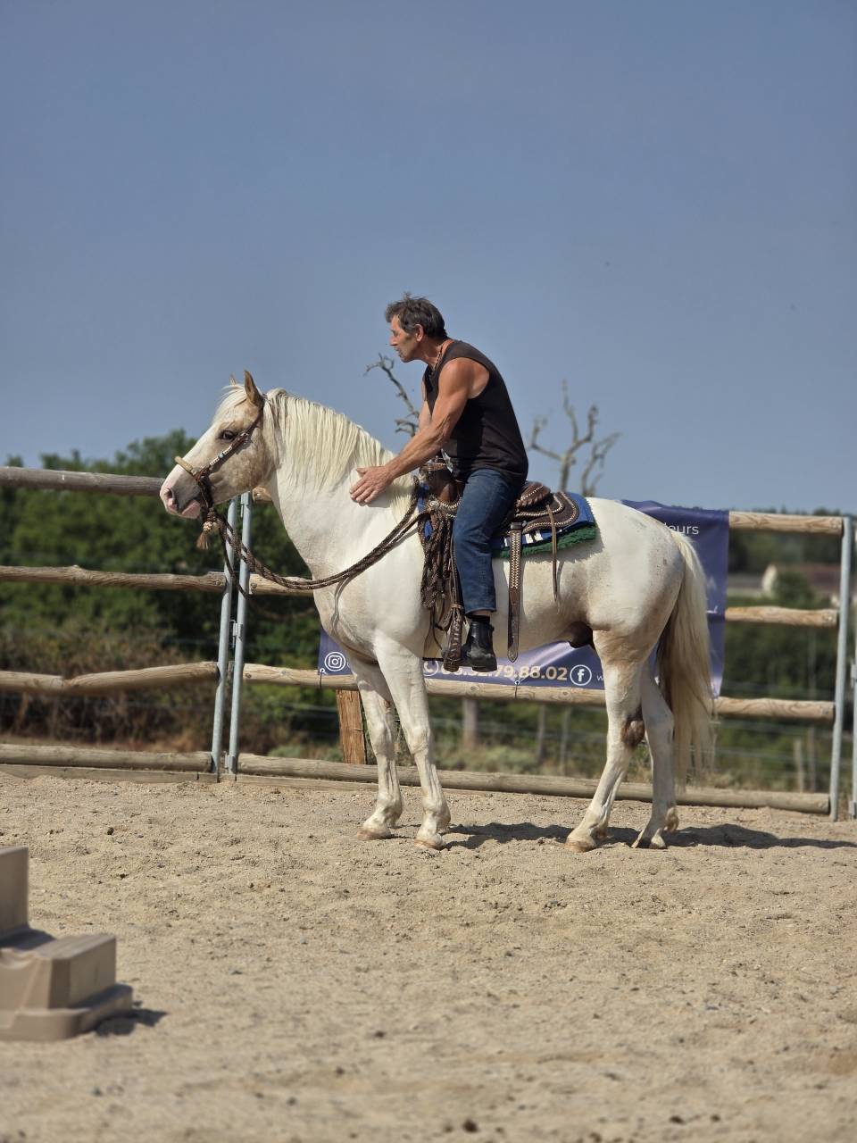 Intero Quarter Horse In vendita 2020 Palomino