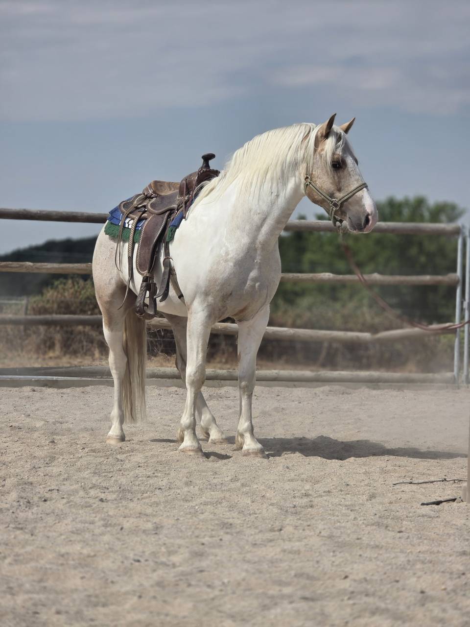 Intero Quarter Horse In vendita 2020 Palomino