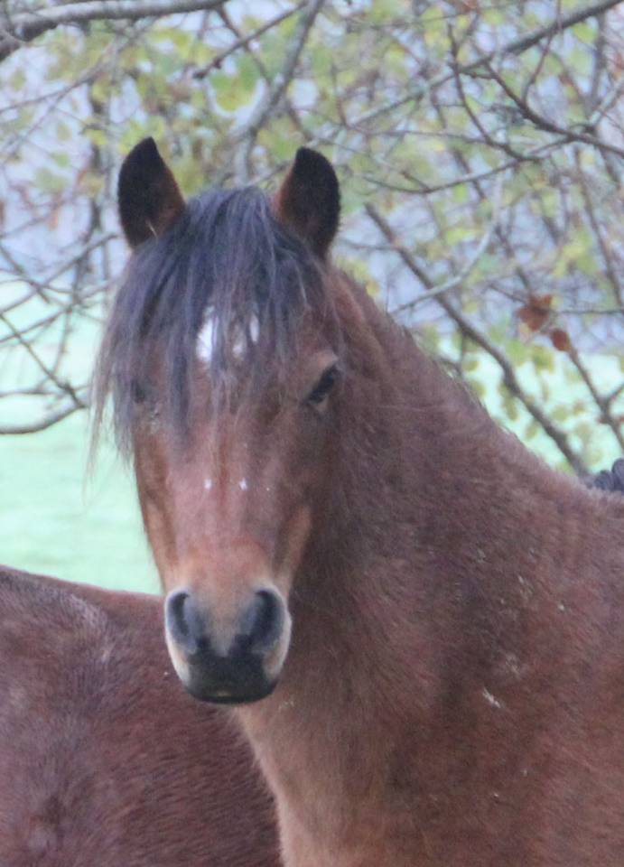 Fattrice Welsh Poney (Sezione B) In vendita 2012 Baio ,  URKOS DES BERTAINES
