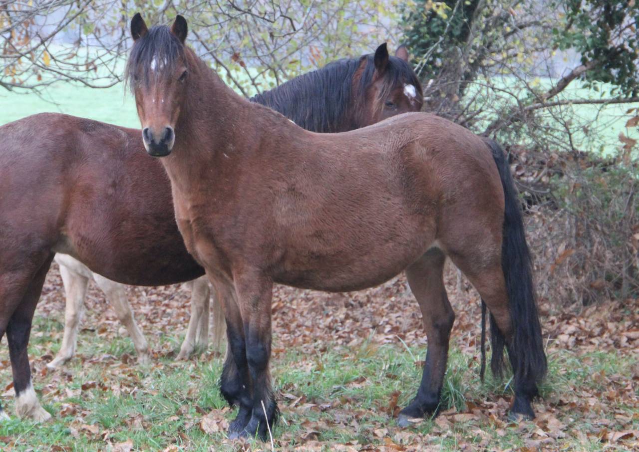 Fattrice Welsh Poney (Sezione B) In vendita 2012 Baio ,  URKOS DES BERTAINES