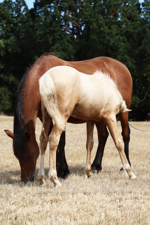 Fattrice Welsh Poney (Sezione B) In vendita 2012 Baio ,  URKOS DES BERTAINES