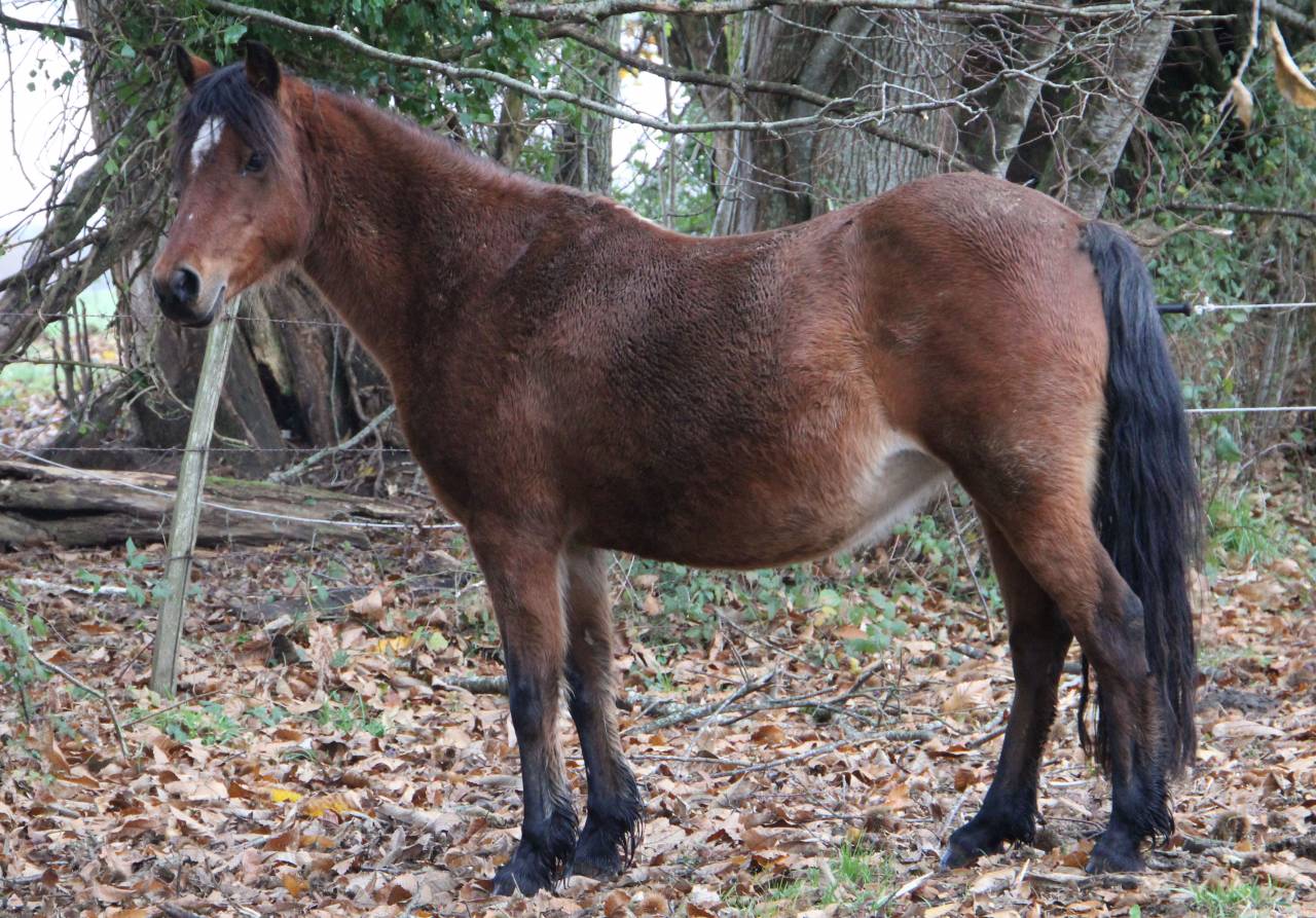 Fattrice Welsh Poney (Sezione B) In vendita 2012 Baio ,  URKOS DES BERTAINES