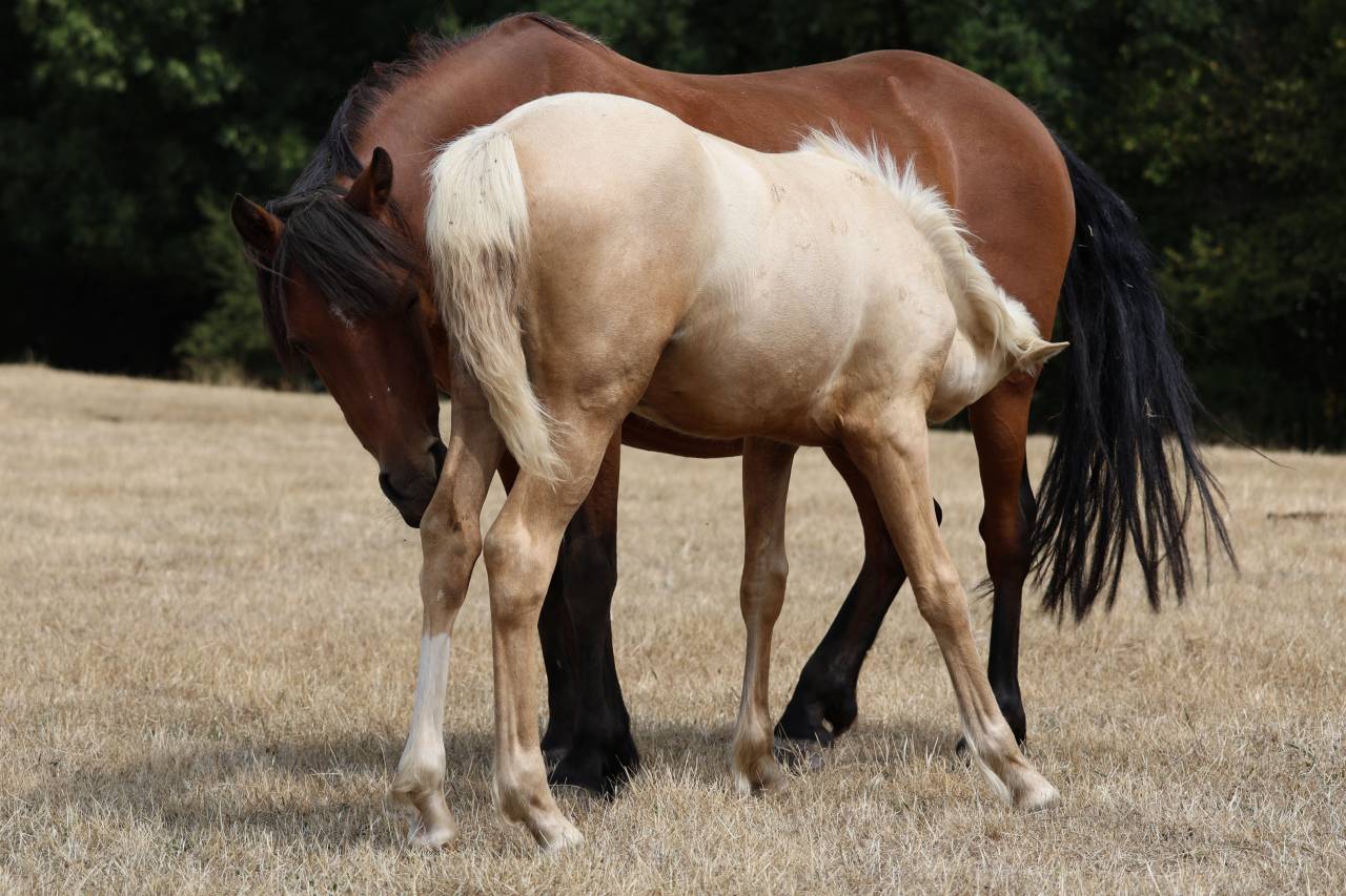 Fattrice Welsh Poney (Sezione B) In vendita 2012 Baio ,  URKOS DES BERTAINES